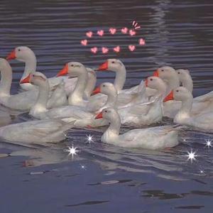 午夜精品福利视频
